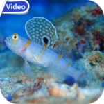 sea life theme video wallpaper android application logo